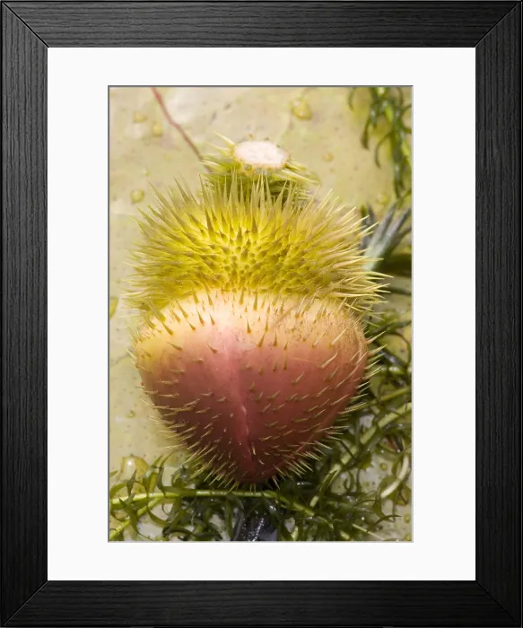 Framed Print : Queen Victoria Lily Framed Print : Queen Victoria Lily