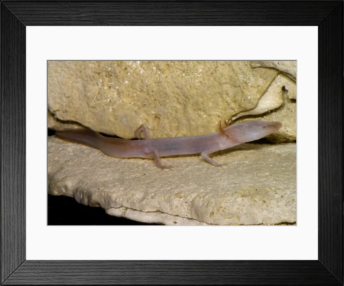 Framed Print : Blind Salamander Framed Print : Blind Salamander