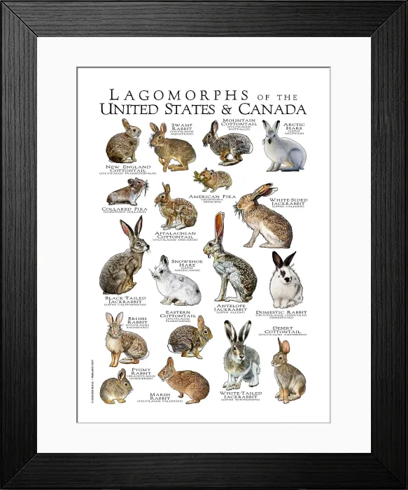 Framed Print : Lagomorphs of the US and Canada Framed Print : Lagomorphs of the US and Canada