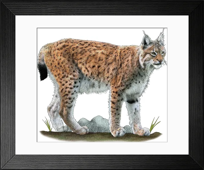 Framed Print : Eurasian Lynx, Illustration Framed Print : Eurasian Lynx, Illustration
