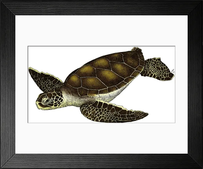 Framed Print : Hawksbill Sea Turtle Framed Print : Hawksbill Sea Turtle