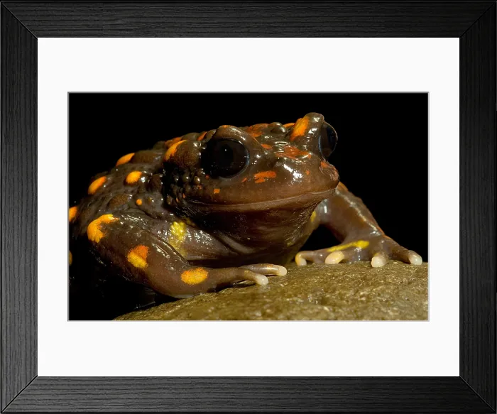 Framed Print : Chilean mountains false toad Framed Print : Chilean mountains false toad