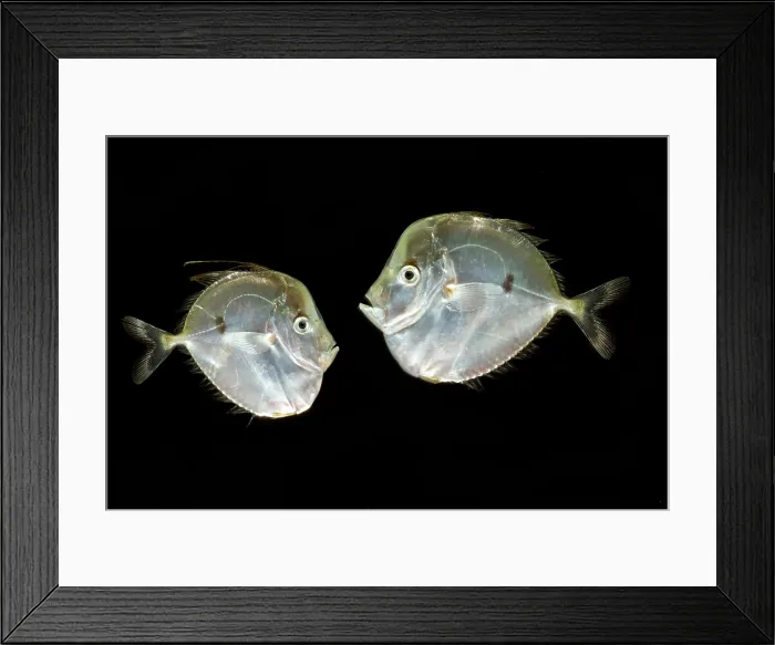Framed Print : Atlantic Moonfish (Selene setapinnis)
