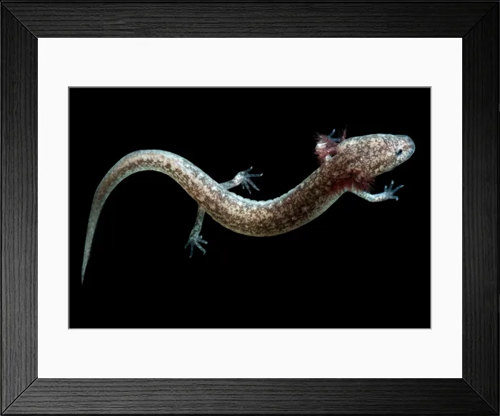 Framed Print : Cascades Caverns Salamander Framed Print : Cascades Caverns Salamander