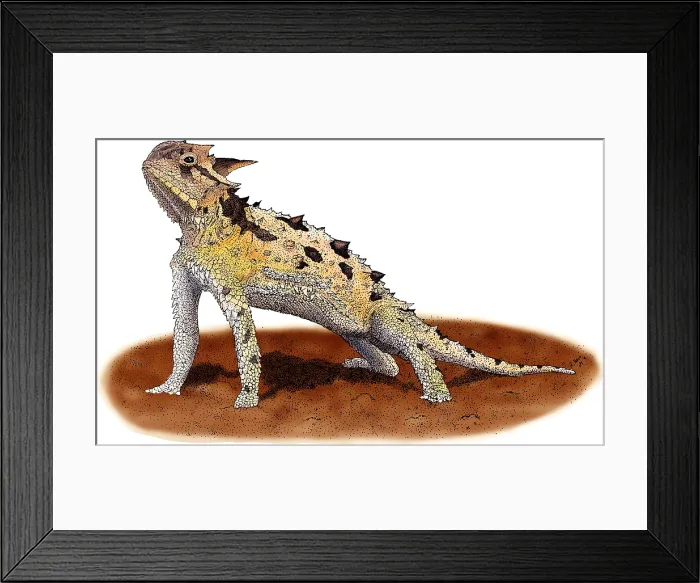 Framed Print : Texas Horned Lizard Framed Print : Texas Horned Lizard