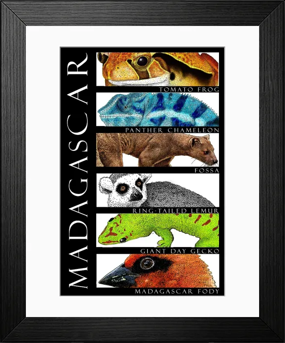 Framed Print : Animals of Madagascar Framed Print : Animals of Madagascar