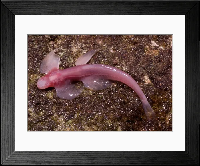 Framed Print : Waterfall Climbing Loach Framed Print : Waterfall Climbing Loach