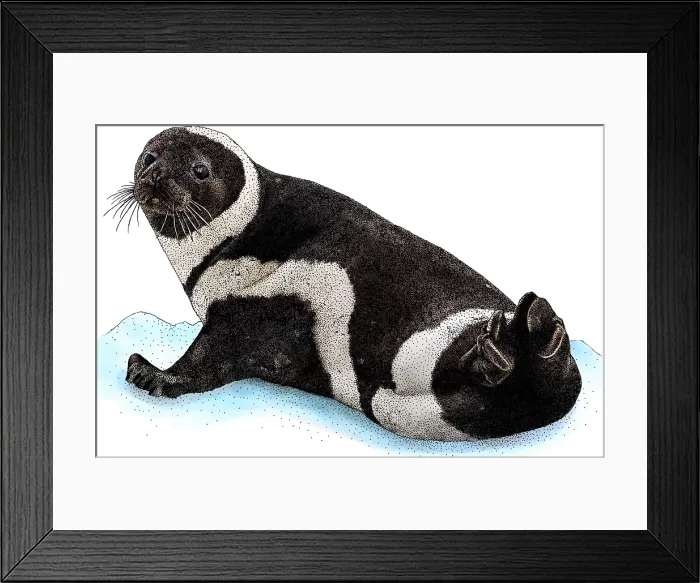 Framed Print : Ribbon Seal Framed Print : Ribbon Seal