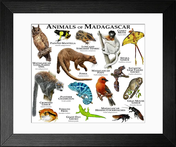 Framed Print : Animals of Madagascar Framed Print : Animals of Madagascar