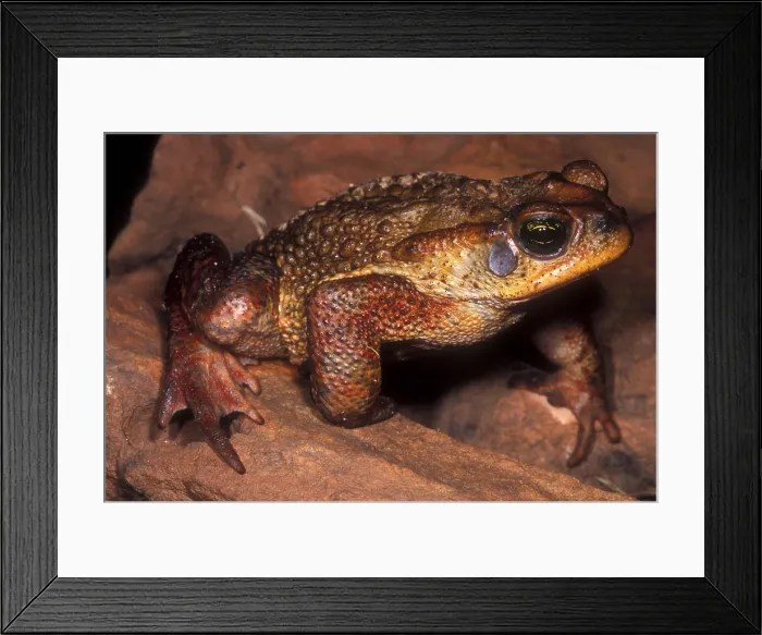 Framed Print : Rusty Toad Framed Print : Rusty Toad