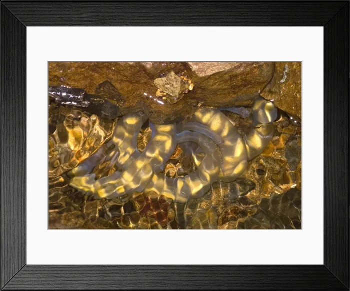 Framed Print : Hida Salamander Framed Print : Hida Salamander