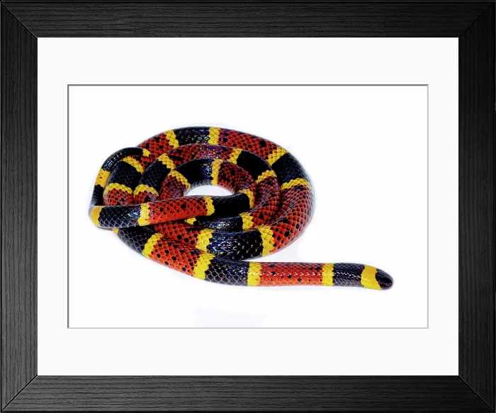 Framed Print : Texas Coral Snake (Micrurus tener) Framed Print : Texas Coral Snake (Micrurus tener)
