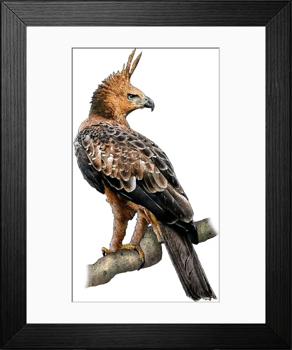 Framed Print : Javan Hawk Eagle Framed Print : Javan Hawk Eagle