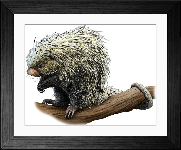 Framed Print : Brazilian Porcupine, Illustration Framed Print : Brazilian Porcupine, Illustration