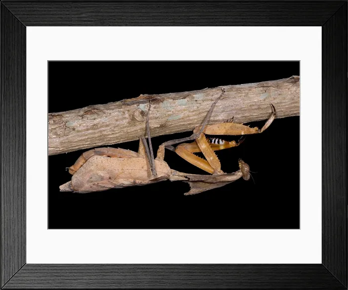 Framed Print : Dead Leaf Mantis Framed Print : Dead Leaf Mantis