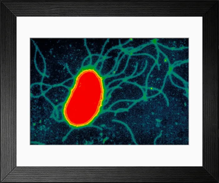 Framed Print : Escherichia coli Framed Print : Escherichia coli