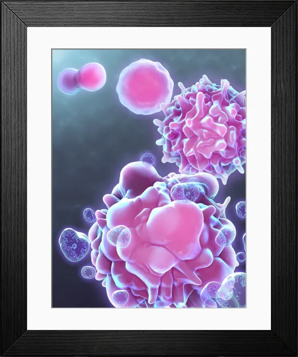 Framed Print : Cell Life Cycle Framed Print : Cell Life Cycle