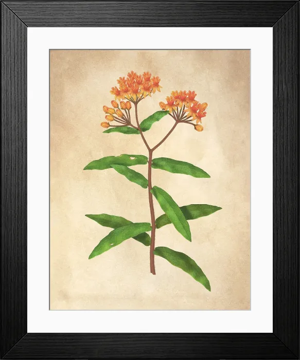 Framed Print : Butterfly Weed (Asclepias tuberosa) Framed Print : Butterfly Weed (Asclepias tuberosa)