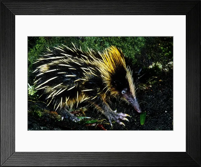 Framed Print : Tenrec. Lowland Streaked Tenrec (Hemicentetes semispinosus), Madagascar Framed Print : Tenrec. Lowland Streaked Tenrec (Hemicentetes semispinosus), Madagascar