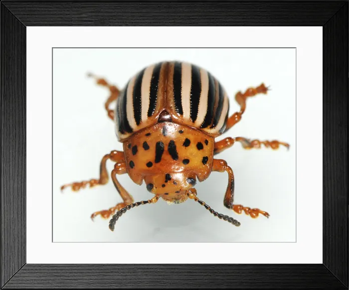 Framed Print : False Potato Beetle Framed Print : False Potato Beetle