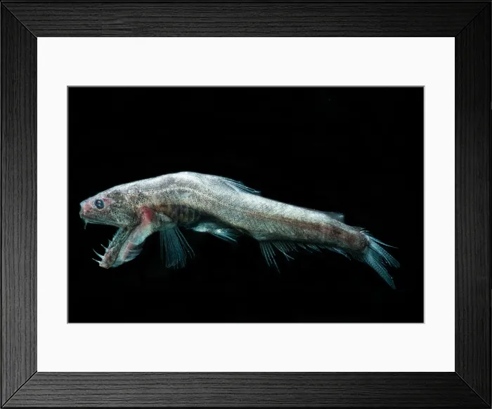 Framed Print : Sabertooth (Odontostomops normalops) Framed Print : Sabertooth (Odontostomops normalops)