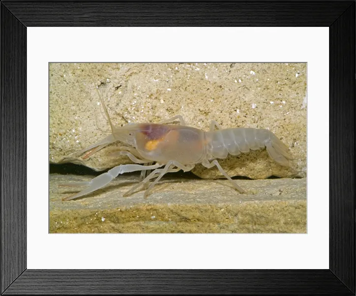 Framed Print : Crayfish. There are many groundwater crayfish in the aquifers of Florida Framed Print : Crayfish. There are many groundwater crayfish in the aquifers of Florida