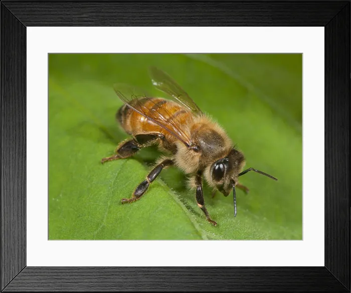 Framed Print : Honeybee on Leaf