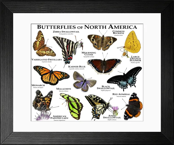 Framed Print : Butterflies of North America