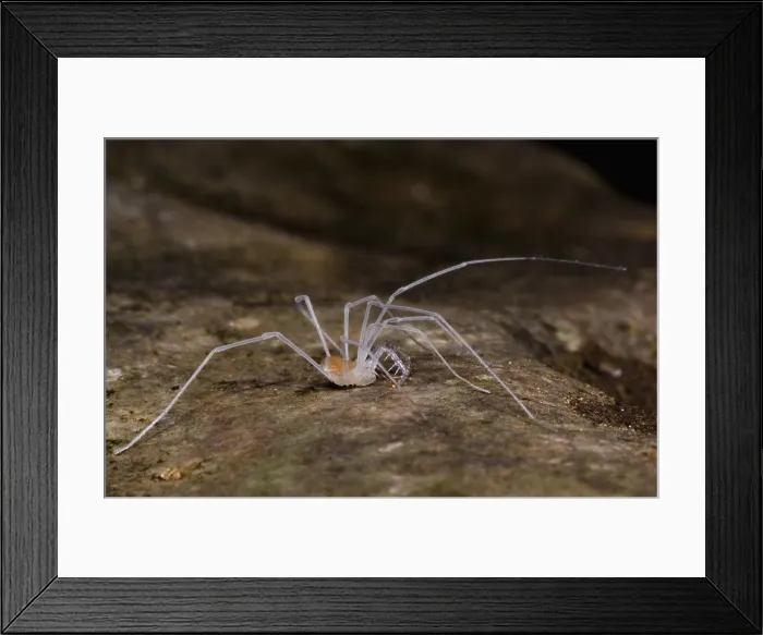 Framed Print : Harvestman Framed Print : Harvestman