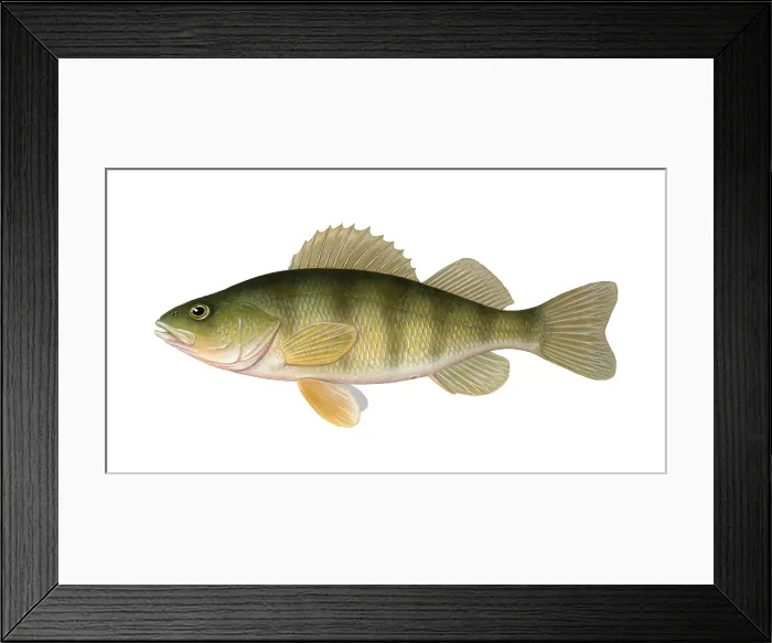 Framed Print : Perch. Illustration of a perch (Perca flavescens) found in the United States and Canada Framed Print : Perch. Illustration of a perch (Perca flavescens) found in the United States and Canada