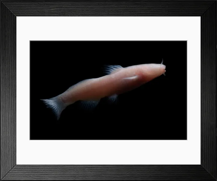 Framed Print : Mexican Blindcat Framed Print : Mexican Blindcat