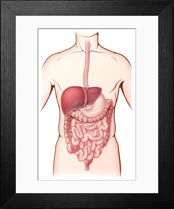 Framed Print : Digestive System, Illustration Framed Print : Digestive System, Illustration