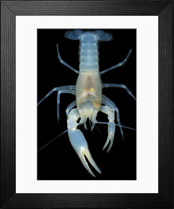 Framed Print : Blind Groundwater Crayfish Framed Print : Blind Groundwater Crayfish