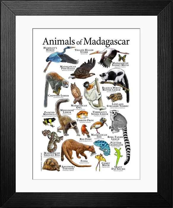 Framed Print : Animals of Madagascar Framed Print : Animals of Madagascar