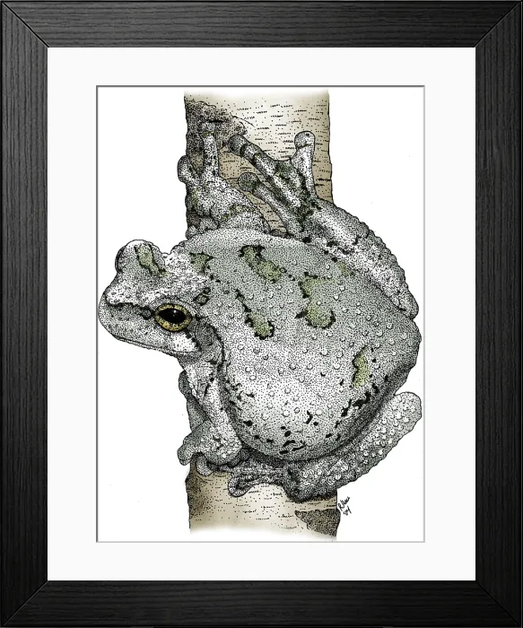 Framed Print : Cope's Gray Tree Frog Framed Print : Cope's Gray Tree Frog