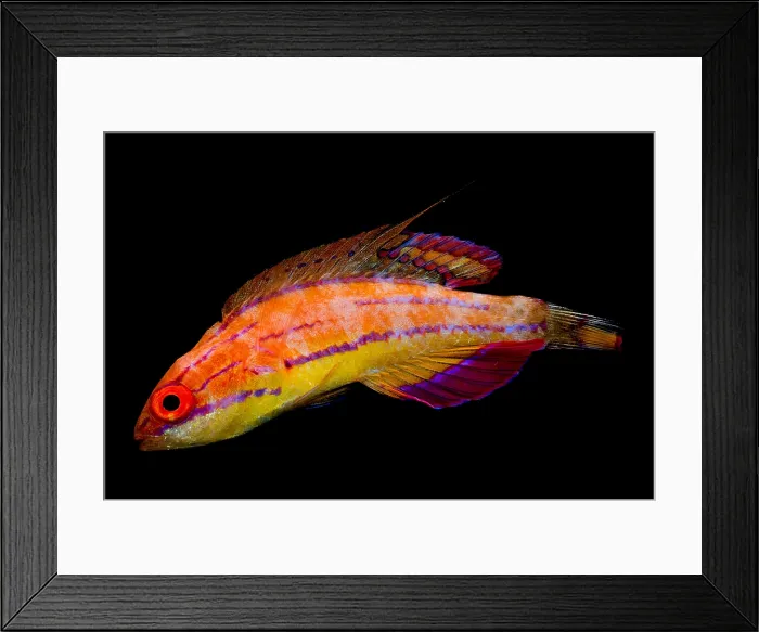 Framed Print : McCosker's Fairy Wrasse Framed Print : McCosker's Fairy Wrasse