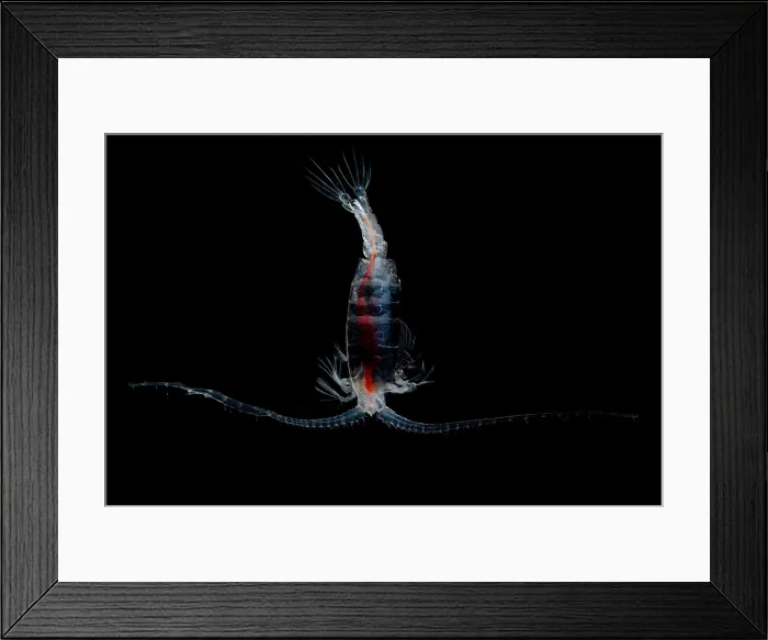 Framed Print : Mesopelagic Copepod