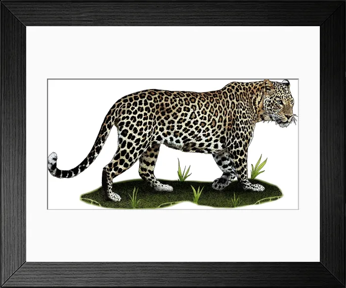 Framed Print : Indian leopard