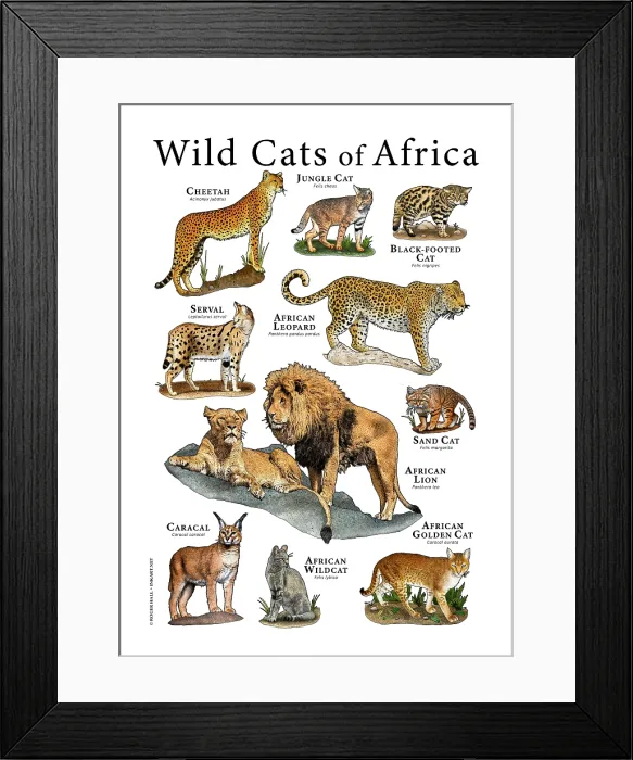 Framed Print : Wild Cats of Africa