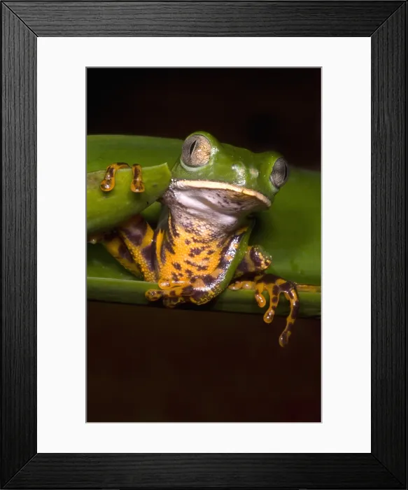 Framed Print : Tiger-Stripe Monkey Frog Framed Print : Tiger-Stripe Monkey Frog