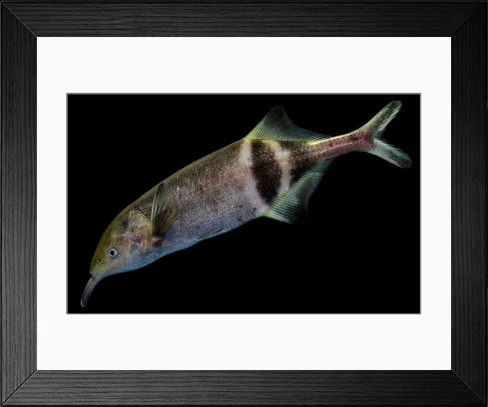 Framed Print : Peters elephant-nose (Gnathonemus petersii) Framed Print : Peters elephant-nose (Gnathonemus petersii)