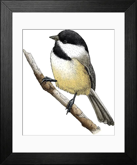 Framed Print : Black Capped Chickadee Framed Print : Black Capped Chickadee