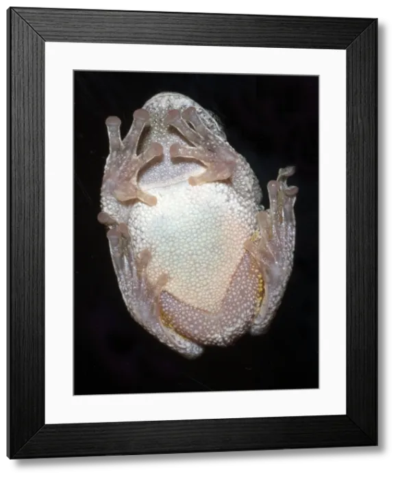 Framed Print : Greater gray tree frog Framed Print : Greater gray tree frog