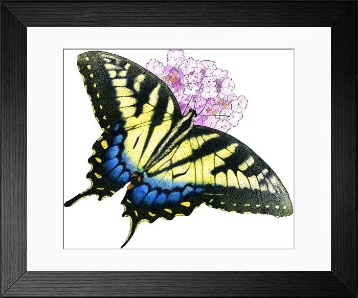 Framed Print : Eastern Tiger Swallowtail Framed Print : Eastern Tiger Swallowtail