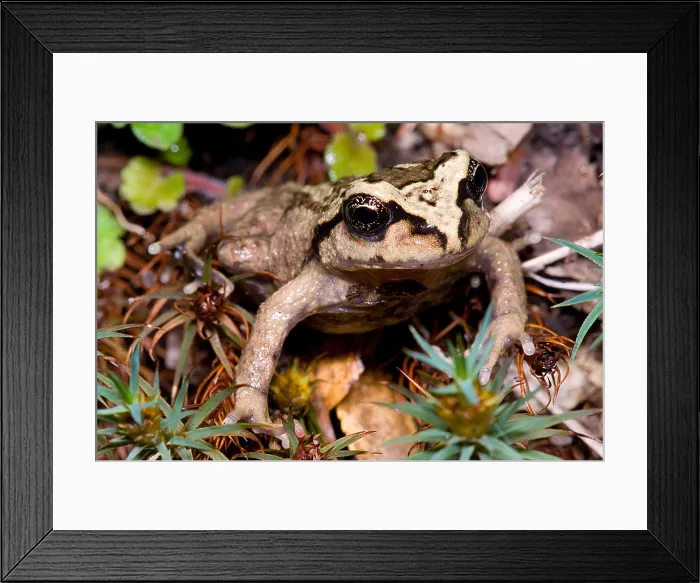 Framed Print : Alsodes igneus Framed Print : Alsodes igneus