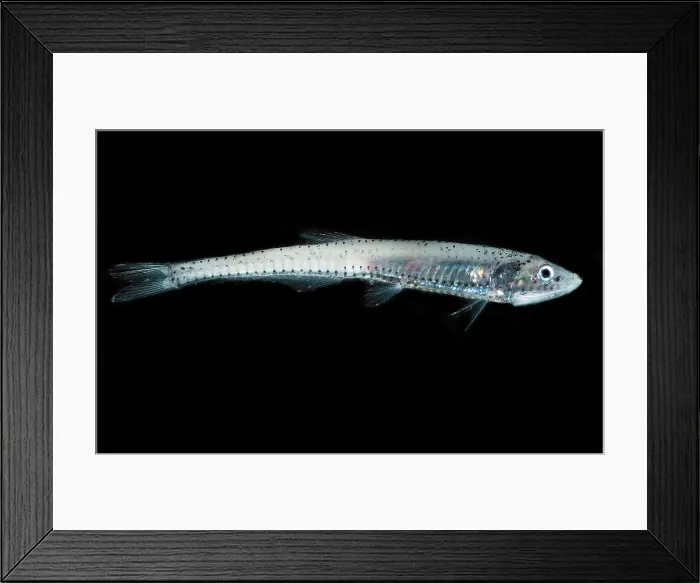 Framed Print : Stareye Lightfish Framed Print : Stareye Lightfish