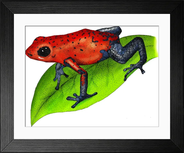 Framed Print : Strawberry Poison-dart Frog