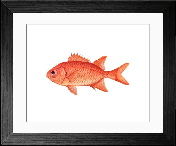 Framed Print : Brick Soldierfish (Myripristis amaena) Framed Print : Brick Soldierfish (Myripristis amaena)