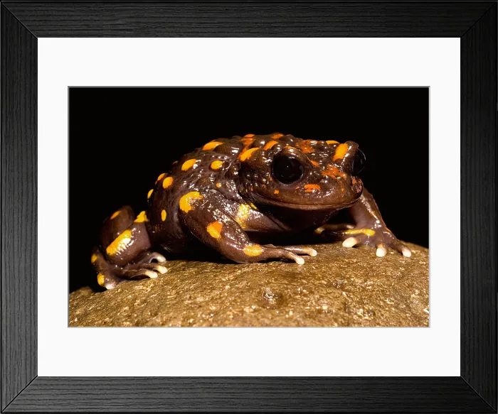 Framed Print : Chilean mountains false toad Framed Print : Chilean mountains false toad