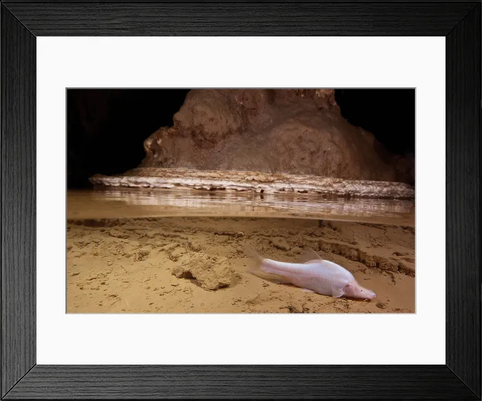 Framed Print : Small Eye Golden Line Barbel Framed Print : Small Eye Golden Line Barbel